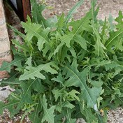 تصویر بذر کاهو وحشی بسته ۳۰۰ عددی 