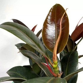 تصویر فیکوس ملانی 