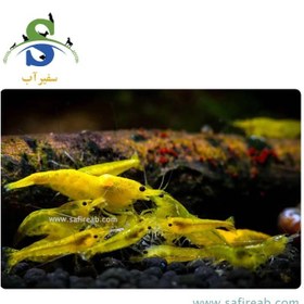 تصویر میگو یلو گلدن (پک چند عددی) 