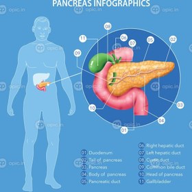 تصویر وکتور اینفوگرافیک واقعی آناتومی پانکراس 