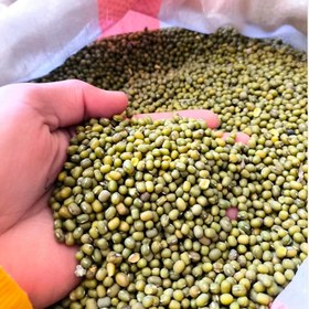 تصویر ماش درشت پزا 