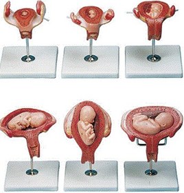 تصویر مولاژ مراحل حاملگی 