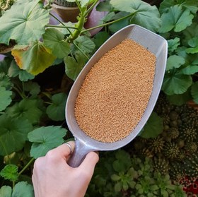 تصویر دانه خردل 