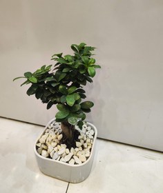 تصویر بنسایز سایز کوچک bonsai