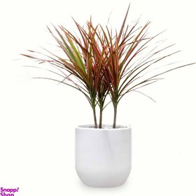 تصویر گلدان دراسینا صورتی 