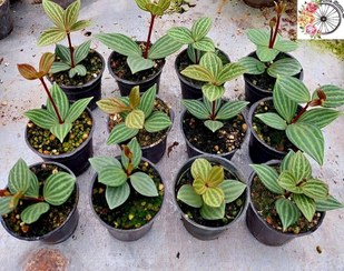 تصویر پک ۲۰ عددی پپرومیا چوبی 