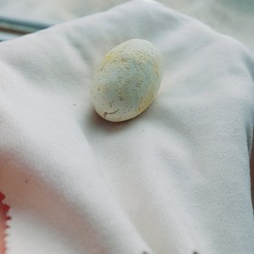 تصویر خر مهره مغولی 