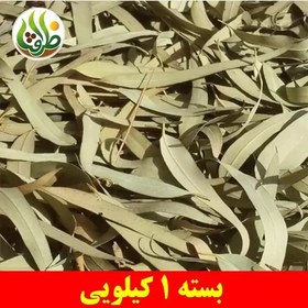 تصویر برگ اکالیپتوس ممتاز ظرافت 1 کیلویی 