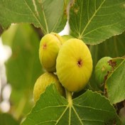 تصویر نهال انجیر استهبان 