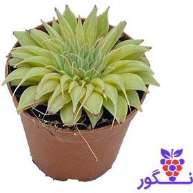 تصویر گراپتوپتالوم ستاری نقره ای ( Graptopetalum Silver Star ) 