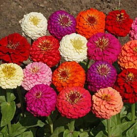 تصویر بذر گل اهار الوان گل درشت 