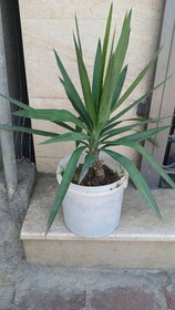 تصویر گل زیبای یوکا 