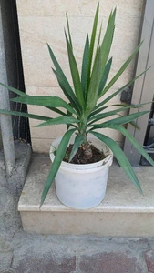 تصویر فروشگاه گل‌ ناز یخی