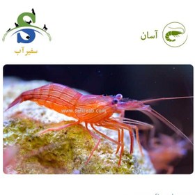 تصویر میگو کوکنتالی 