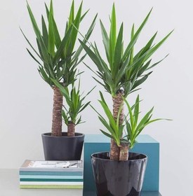 تصویر اندازه‌های مختلف گیاه یوکا و کاربردهای آن 