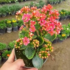 تصویر گل کالانکوئه Kalanchoe