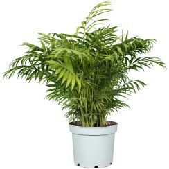 تصویر نخل شامادورا بزرگ 