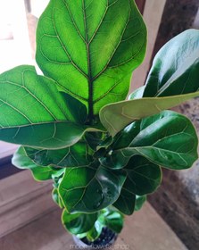 تصویر لیراتا یا فیکوس آفریقایی - سفید، طوسی و دودی / ۵۰×۲۰ Ficus Lyrata