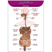 تصویر پوستر آموزشی آناتومی دستگاه گوارش A3 