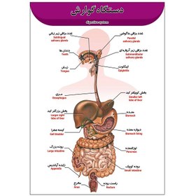 تصویر پوستر آموزشی آناتومی دستگاه گوارش A3 