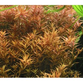 تصویر گیاه آبزی آکواریوم پلنت روتالا نارنجی Rotala rotundifolia (پک 5 شاخه) 