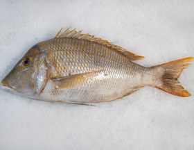 تصویر ماهی شهری 