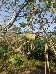 تصویر کدو حلوایی ارگانیک امین شیرین مازندران 