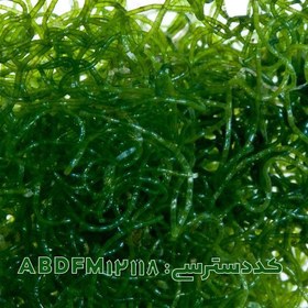 تصویر کتومورفا ( Chaetomorpha sp ABDFM12118 ) 