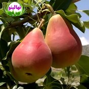 تصویر نهال گلابی شاه میوه 