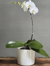 تصویر گل ارکیده تک شاخه گل ارکیده تک شاخه