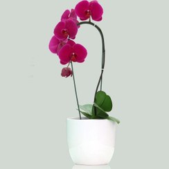 تصویر گلدان ارکیده ارغوانی گل درشت 