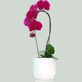 تصویر گلدان ارکیده ارغوانی گل درشت 