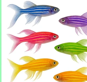 تصویر فروشگاه آکواریوم آرام