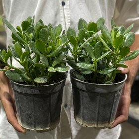 تصویر گیاه کراسولا یشم 