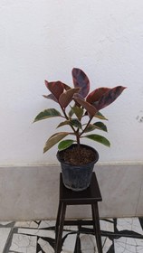 تصویر فیکوس شرابی 