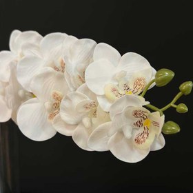 تصویر گل ارکیده مینیاتوری 