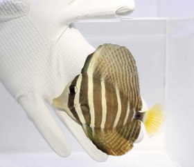 تصویر جراح ماهی باله بادبانی Sailfin Tang