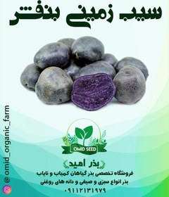 تصویر سیب زمینی بنفش 