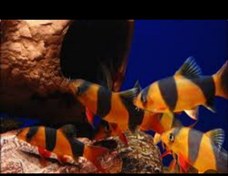 تصویر ماهی لوج دلقک ۶ تا ۸ سانت Loach_ clown chromobotia