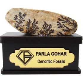 تصویر سنگ شجر فسیلی (دندریتی ) کد 2195 