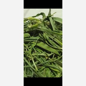 تصویر تره محلی تازه و تمیز پاک شده ی کوهی (پس کرایه) 