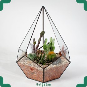 تصویر تراریوم باز الماس سیاه 