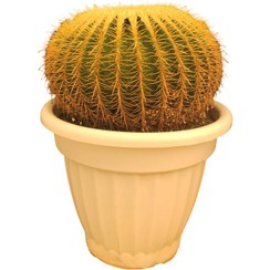 تصویر کاکتوس اچینو سایز ۳۰ 