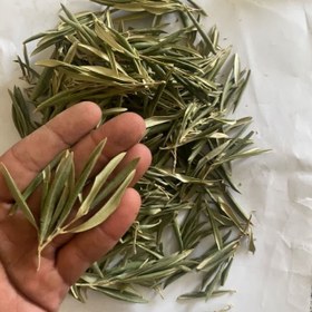 تصویر برگ زیتون عمده 