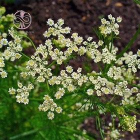 تصویر بذر زنیان 