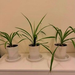 تصویر خرید گیاه گندمی برای دیزاین دکوراسیون اتاق پذیرایی 