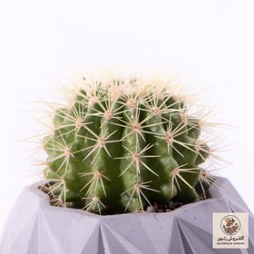 تصویر گیاه طبیعی کاکتوس اچینو مدل K-17 | کد: ZNB-83B 
