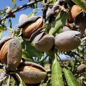 تصویر بذر بادام شیرین 10 عددی 