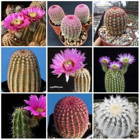 تصویر بذر کاکتوس اچینوسرئوس میکس بسته ۱۰ عددی 
