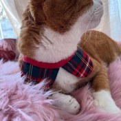 تصویر موسیو کت 